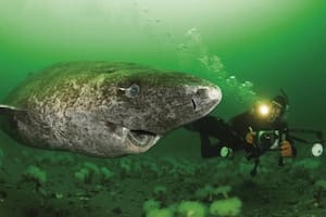 Los tiburones de Groenlandia viven en las profundidades de las gélidas aguas del Ártico