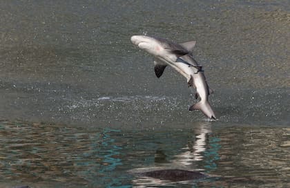 Los tiburones giratorios saltan aproximadamente 6 metros