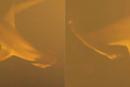 Los tiburones martillo fueron más fáciles de observar por su forma distintiva