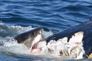 El impresionante momento en que tiburones blancos devoraron los restos de una ballena