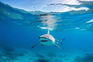 Criaturas enormes que cazan tiburones frente a México crean un “paisaje de miedo”