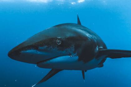 Los tiburones son de las especies marinas más amenazadas