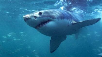 Los tiburones son mucho menos peligrosos de lo que cuenta la leyenda, según Paul Clerkin