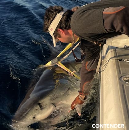 Los tiburones son uno de los grandes depredadores de los océanos (Foto: @ocearch)