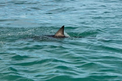 Los tiburones suelen atacar en zonas aisladas.