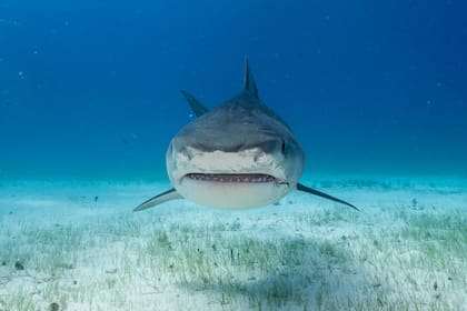 Los tiburones tigre se distribuyen por todo el mundo en aguas tropicales y templadas cálidas