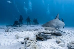 El argentino que nada con tiburones toro y lucha por su conservación