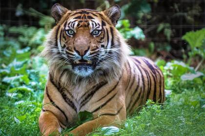 Los tigres se encuentran en peligro de extinción en su hábitat natural en la isla de Borneo y estos dos ejemplares están resguardados en la reserva en ubicada en el pueblo inglés de Filby