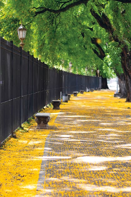 Los tilos derramando sus pétalos amarillos, una postal de Buenos Aires que muchos esperan durante meses.