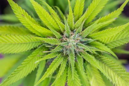 Los típicos síntomas de envenenamiento por marihuana en gatos son depresión prolongada, vómitos, falta de coordinación, somnolencia o excitación, hipersalivación, pupilas dilatadas, presión arterial baja, temperatura corporal baja, convulsiones o coma