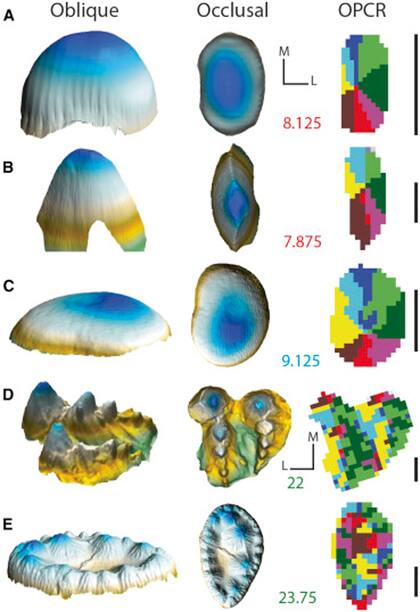 Los tipos de dientes encontrados en los fósiles de cocodrilos