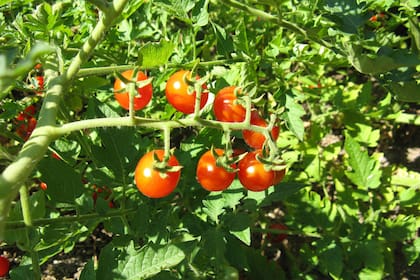 Los tomates cherry silvestres (Solanum pimpinellifolium) son originarios del noroeste argentino y Perú