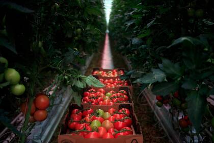 Los tomates de AppHarvest fueron lo suficientemente deliciosos como para atraer una inversión de Martha Stewart