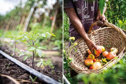 Los tomates pierden su aroma cuando se refrigeran, por lo que es mejor almacenarlos a temperatura ambiente y protegidos de la luz. A los de variedades “en rama” es preferible no arrancarles el tallito hasta el momento de utilizarlos, porque así conservan mejor su fragancia.