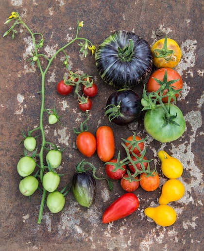 Los tomates pueden secarse para usar en platos como ensaladas o sobre un pan tostado o acompañar carnes asadas