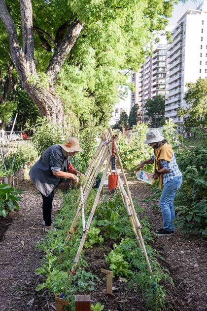 Los tomates requieren un cuidado especial de atado sobre tutores de cañas de un cañaveral cercano.