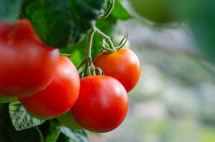 Los tomates son frescos y tienen propiedades antioxidantes