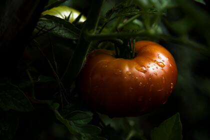 Los tomates son las estrellas de esta huerta: dulces y sabrosos.