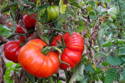 Los tomates son originarios de Sudamérica, pero se cultivan dentro de EE.UU.