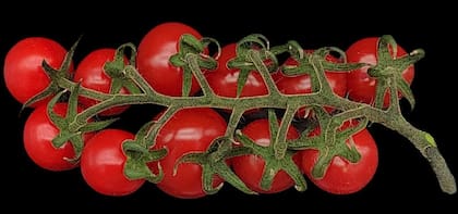 Los tomates son una buena fuente de potasio