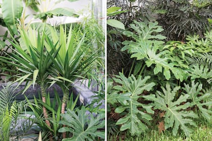 Los tonos verdes brillantes del güembé destacan los verdes grisáceos de los palos brasil y los rojizos de la Dizygotheca elegantissima.