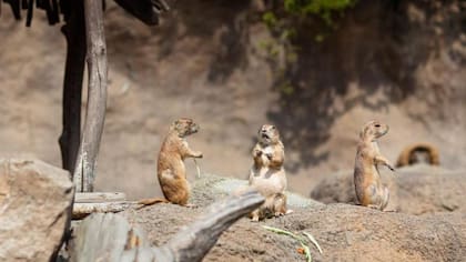 Los topillos de pradera tienen altos niveles de receptores de oxitocina en los centros de recompensa del cerebro.