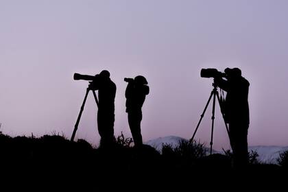 Los tours de avistaje de pumas son muy buscados por los profesionales y amateurs de la fotografía