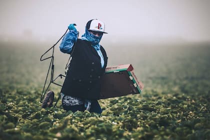 Los trabajadores agrícolas de Estados Unidos deben tener buen estado físico