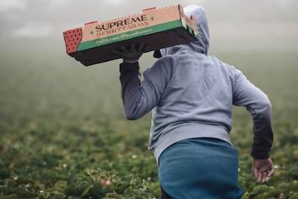 Los trabajadores agrícolas indocumentados no tienen garantías laborales