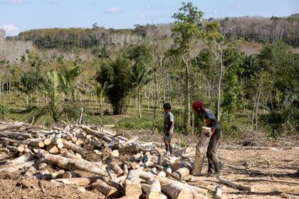 Los trabajadores cortan árboles de caucho en una plantación en la provincia de Surat Thani, en el sur de Tailandia