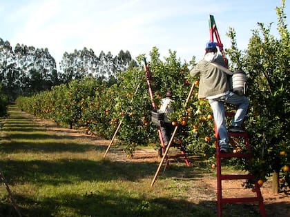 Los trabajadores de cítricos cosechan por bolsones