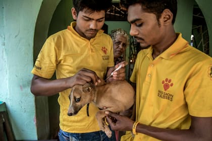Los trabajadores del grupo vacunan a unos 100.000 perros cada año en Goa