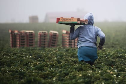 Los trabajadores extranjeros necesitan una visa especial para dedicarse a la agricultura en EE.UU.