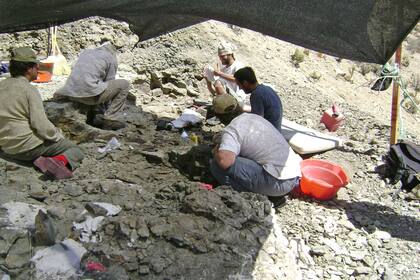 Los trabajos de excavación del equipo de paleontólogos