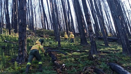 Los trabajos de restauración activa de los bosques afectados por el incendio