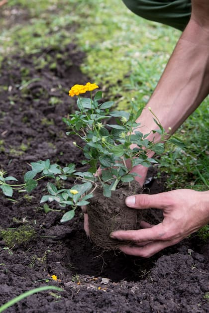 Los trabajos de trasplante resultan más eficaces durante el cuarto menguante