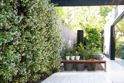 Los Trachelospermum jasminoides perfuman de forma garantizada