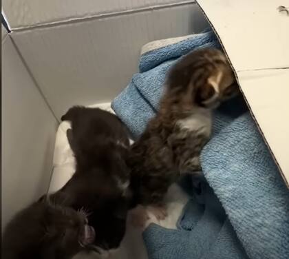 Los tres gatos rescatados fueron guardados en una caja hasta que llegaron al refugio