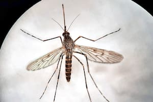 Los tres mosquitos hallados en Islandia son de la especie Culesta annulata