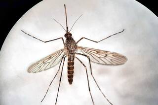 Detectan por primera vez en la historia mosquitos en una de las zonas más frías del planeta