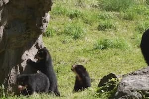 Los tres oseznos nacieron en enero, pero hicieron su primera aparición el 3 de junio (Foto: Facebook/@Queens Zoo)