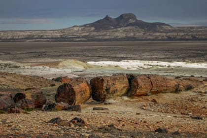 Los troncos fosilizados de este Parque Nacional de Santa Cruz