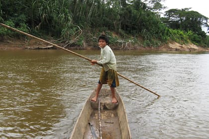 Los tsimane son muy activos físicamente y consumen una dieta más rica en fibra que incluye verduras, pescado y carne magra
