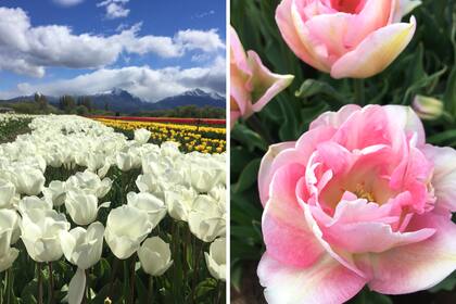 Los tulipanes de la Patagonia son todo un espectáculo.