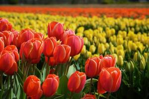 Cómo los tulipanes le salvaron la vida a millones de personas en la Segunda Guerra Mundial