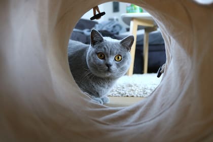 Los túneles son un juego divertido para los gatos