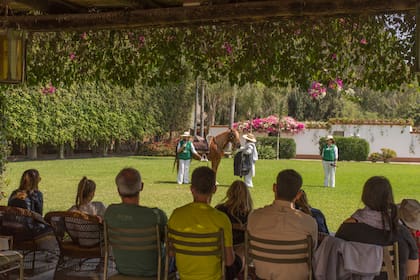 Los turistas disfrutan del show de caballos de paso peruano mientras beben un pisco o una Inca Kola, el aperitivo.
