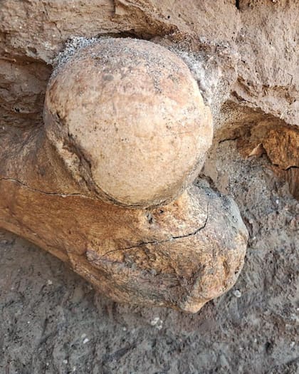 Los turistas informaron de una estructura ovalada que sobresalía del acantilado, resultó ser un fósil de 400.000 años