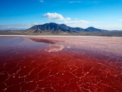 Los únicos seres capaces de sobrevivir en este ambiente son los peces Alcolapia alcalica, adaptados a sus duras condiciones