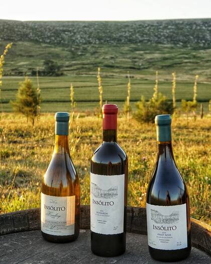 Los varietales de Insólito son Riesling y Albariño entre los blancos, y Pinot Noir, Cabernet Franc, Bonarda y Tannat entre los tintos.